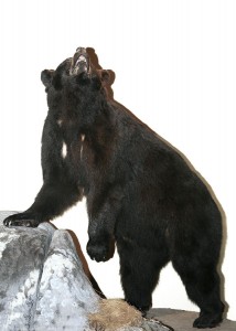 bear hunting is the hunting experience
