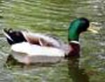 duck hunting