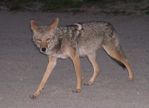 Coyote Hunting Coyote Hunting