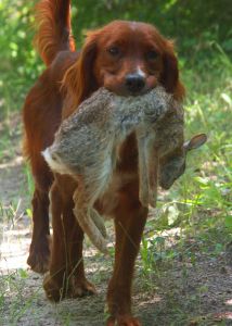 Hunting Dogs Hunting Dogs