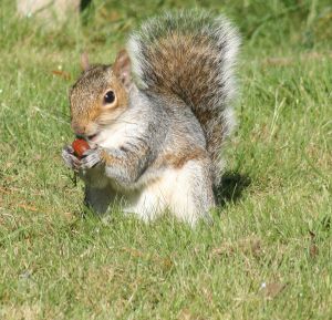 Small game hunting - a squirrel Small game hunting - a squirrel